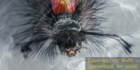 Haarige Raupe - nichts für Nicht-Wurmesser! Artikelbild: Haarige Raupe