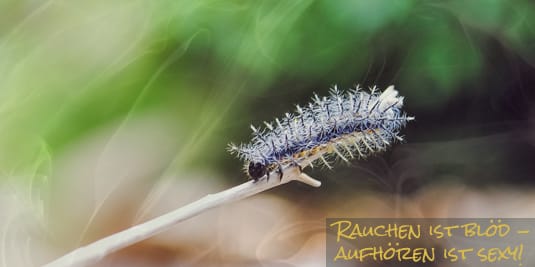 Raupe oder Wurm, wen stört's? Artikelbild: Raupe